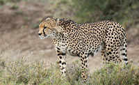 Laikipia
