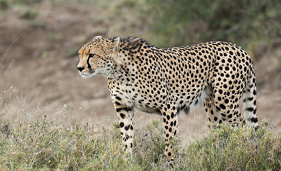 Laikipia