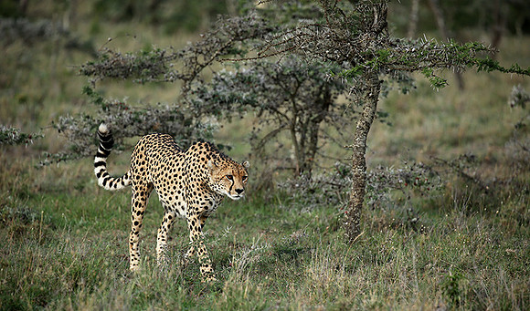 Laikipia
