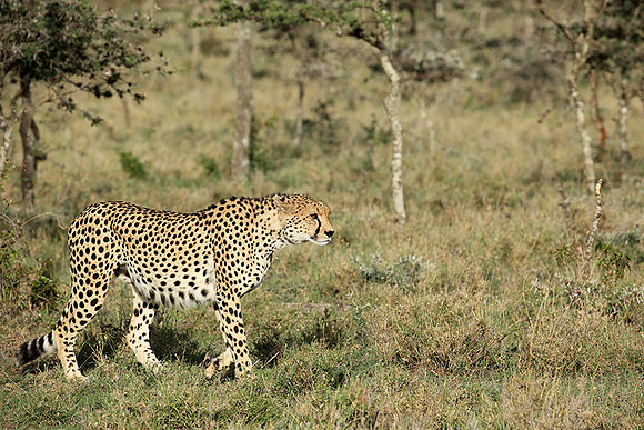 Laikipia