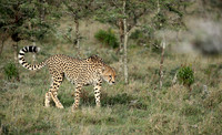 Laikipia