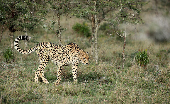 Laikipia