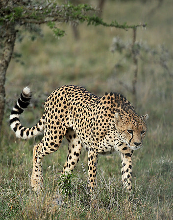 Laikipia