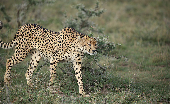 Laikipia