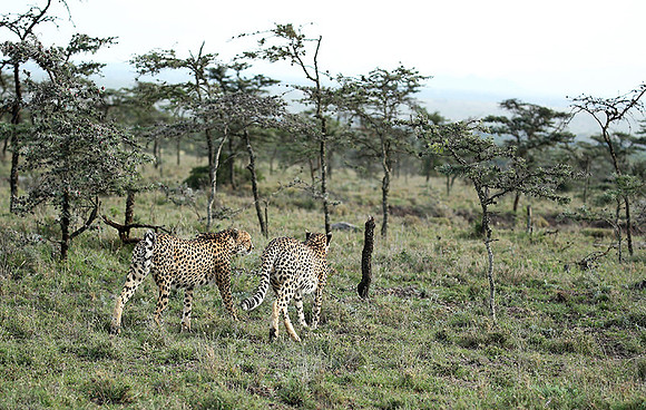 Laikipia