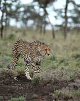 Laikipia