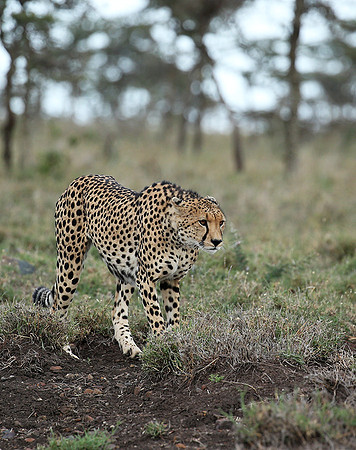 Laikipia