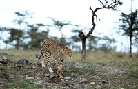 Laikipia