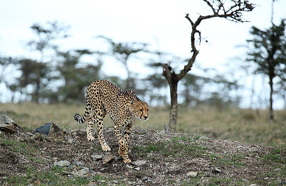 Laikipia