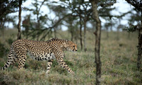 Laikipia