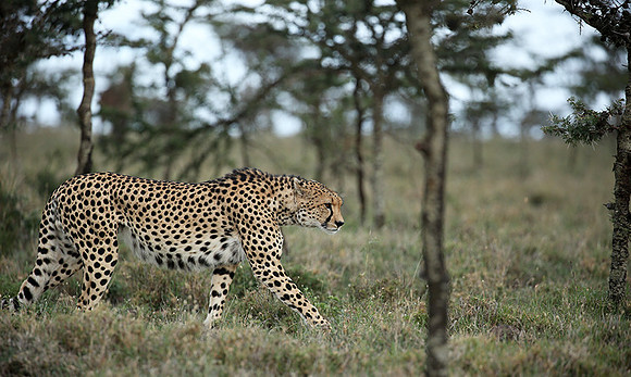 Laikipia