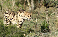 Laikipia