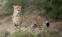 Laikipia