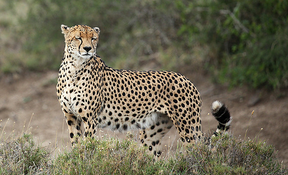 Laikipia