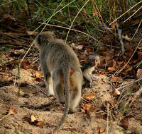 At Mala Mala game reserve