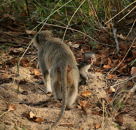 At Mala Mala game reserve