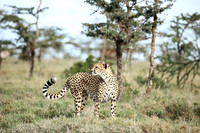 Laikipia