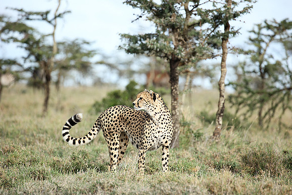 Laikipia