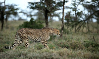 Laikipia