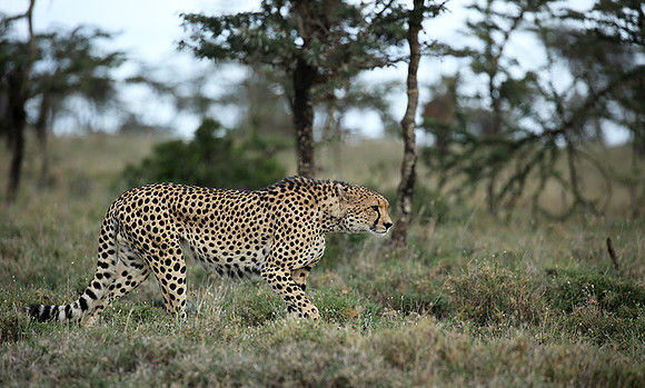 Laikipia