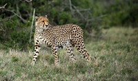 Laikipia