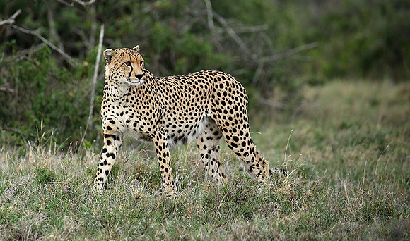 Laikipia