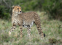 Laikipia