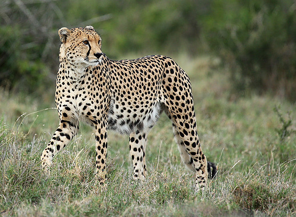 Laikipia