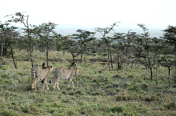 Laikipia