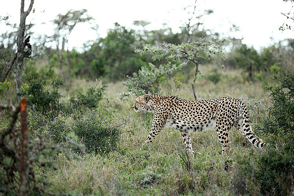 Laikipia