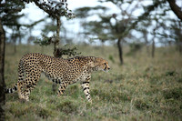 Laikipia