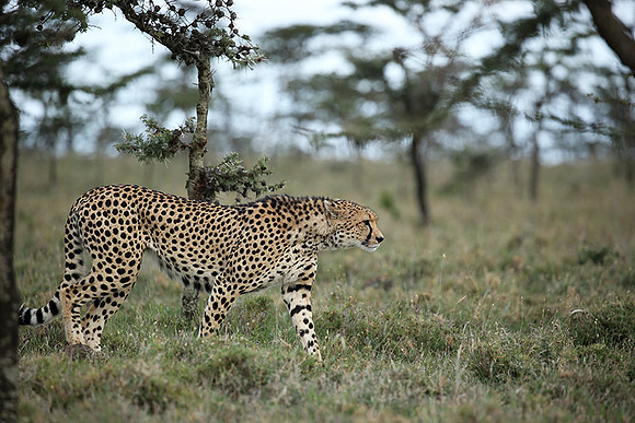 Laikipia