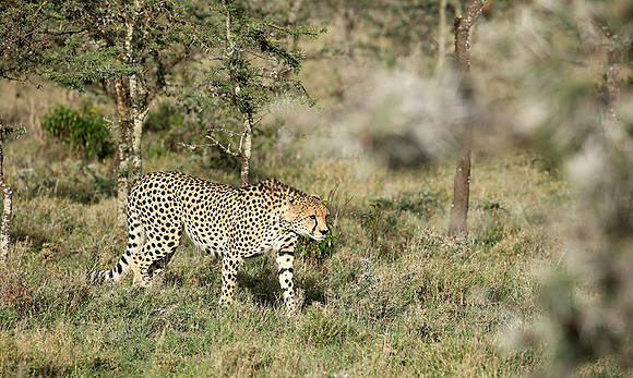 Laikipia