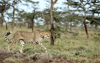Laikipia