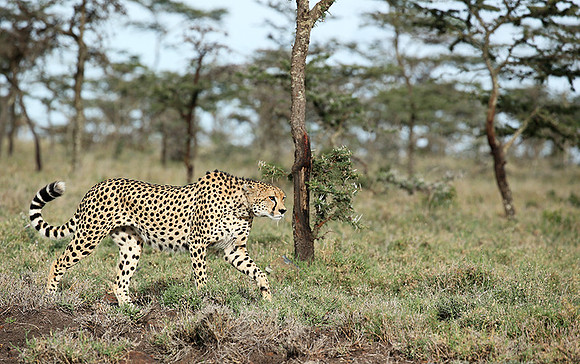 Laikipia