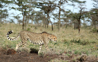 Laikipia