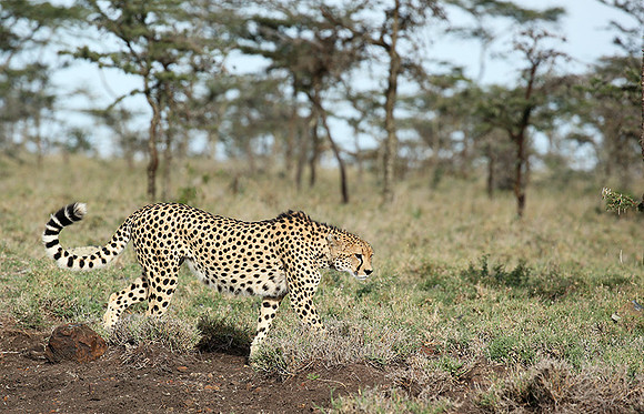 Laikipia