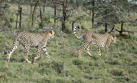 Laikipia