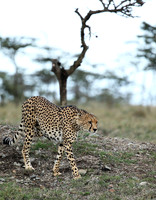 Laikipia