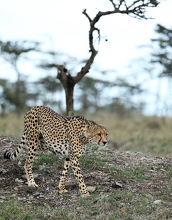 Laikipia