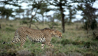 Laikipia