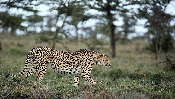 Laikipia