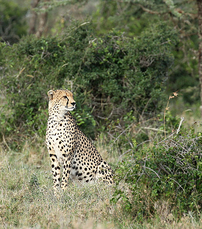 Laikipia