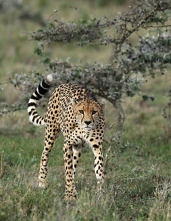 Laikipia