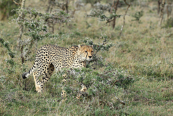 Laikipia