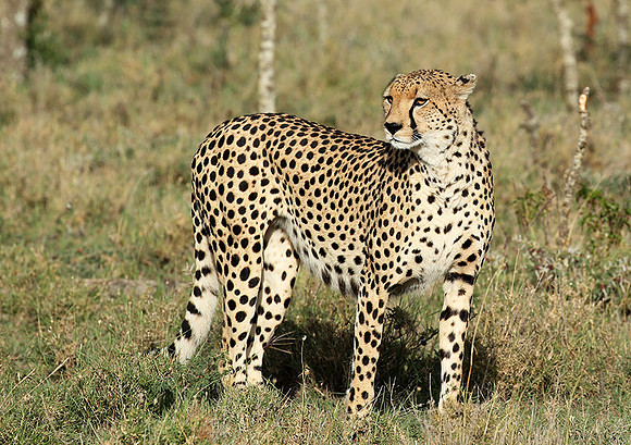 Laikipia