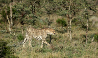 Cheetahs