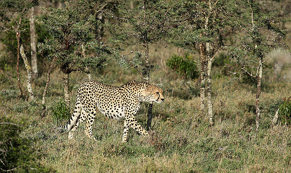 Laikipia