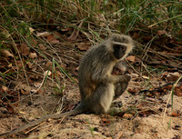 At Mala Mala game reserve