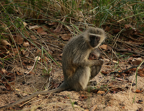 At Mala Mala game reserve